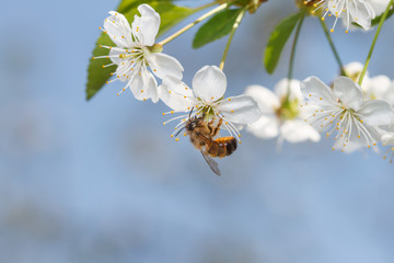a bee on a white blossom © Audrius Reipa