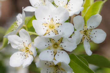 white flower blossoms