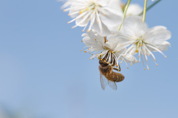 a bee on a white flowers