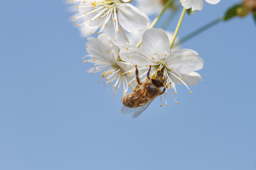 a bee on white flowers