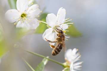 bee on a white flower