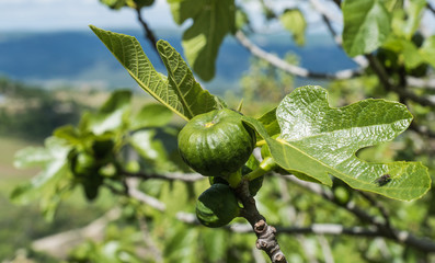 noch unreife Feigen am Baum in der Toskana