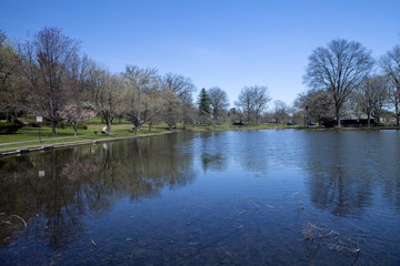 Fototapeta na wymiar The Duck Pond