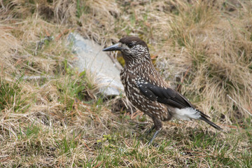 Tannenhäher auf Futtersuche
