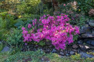 Pink Azaleas and Stream Bed