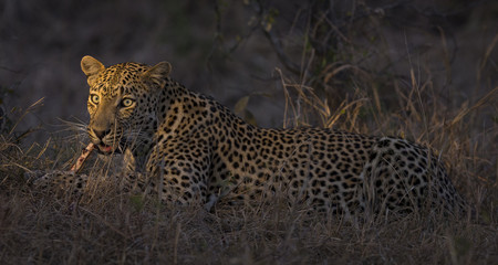 Leopard lay down in darkness to rest and relax