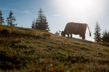 Cow grazing in the mountains