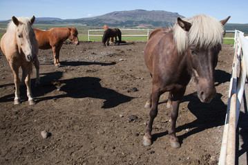 group horses on a yard. Iceland