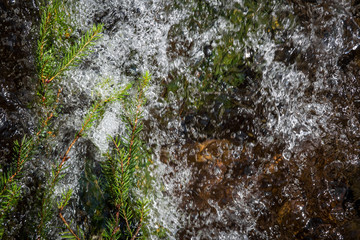 Pine needles in a stream