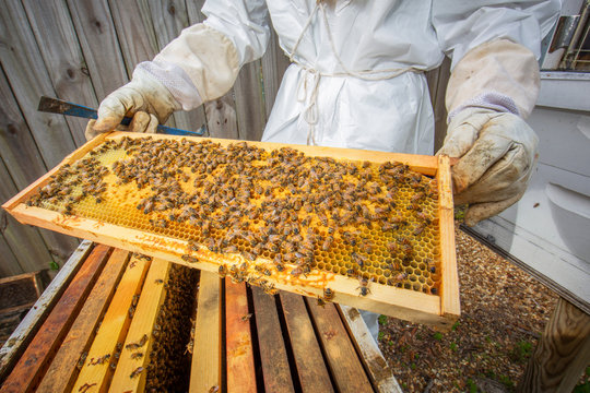 Beekeeper holding hive frame with bees, mid section