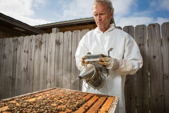 Beekeeper smoking bees in hive