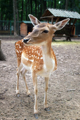 Whitetail deer fawn