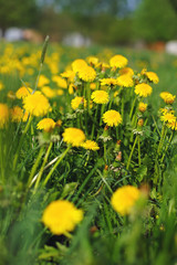 Yellow dandelions at spring sunny weather