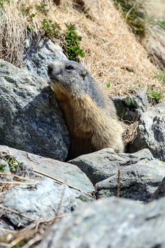 Marmotta