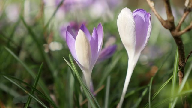 Iris family crocus flower on the wind natural background spring 4K 2160p 30 fps UHD video - Shallow DOF bi-color purple and white crocus plant close-up 4K 3840X2160 UHD footage 