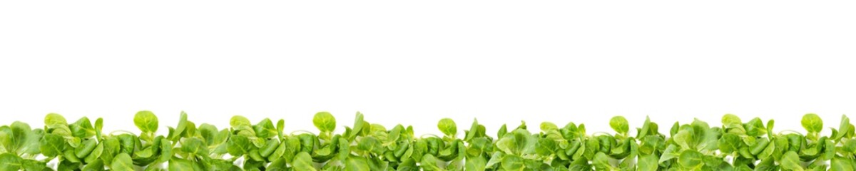 küchenhintergrund - Feldsalatreihe