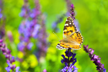Butterfly on wild lavender flower in the meadow