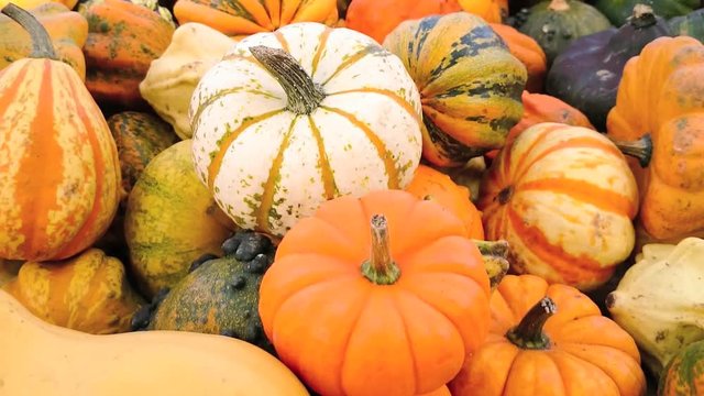 Colorful decorative pumpkins move horizontally, top view