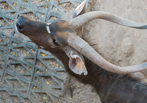 Nyala
