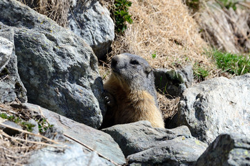 Marmotta