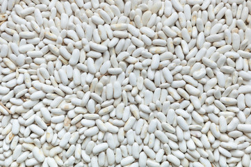 Group of white beans arranged for drying. Legume species