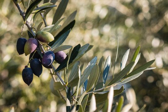 ripe Kalamata olives on olive tree branch growing in olive grove