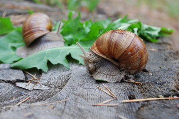 Snail crawling on dandelion leaves. Helix pomatia (common names the Burgundy snail, Roman snail, edible snail or escargot) is a species of large, edible, air-breathing land snail.