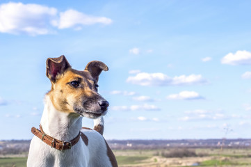 Fototapeta na wymiar Dog fox terrier for a walk on a background of blue sky