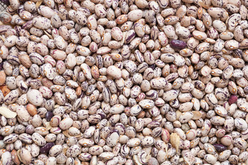 Group of red beans arranged for drying. Legume species