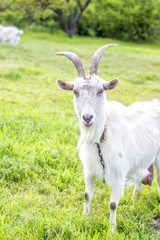 White goat on a green meadow
