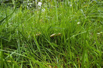 грибы в зеленой траве