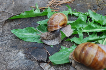 Snail crawling on dandelion leaves. Helix pomatia (common names the Burgundy snail, Roman snail, edible snail or escargot) is a species of large, edible, air-breathing land snail.