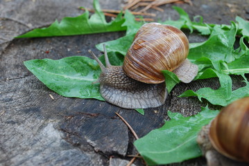 Snail crawling on dandelion leaves. Helix pomatia (common names the Burgundy snail, Roman snail, edible snail or escargot) is a species of large, edible, air-breathing land snail.