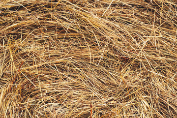 Сено в деревне