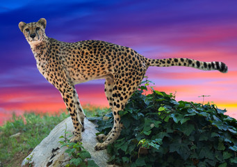 cheetah standing on stone