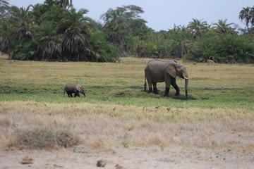 Fototapeta na wymiar mom and baby elephant