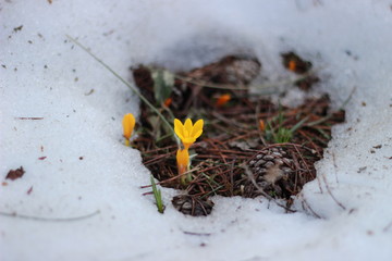 miracle and snowdrops flower with fortunately