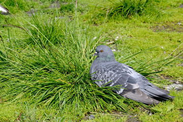 Obraz premium Frozen dove