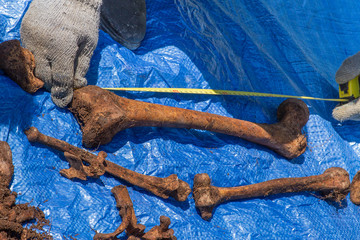 Skeleton remains of a buried unknown victim