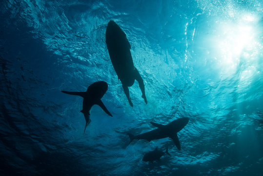 Low angle underwater view of surfer on surfboard with sharks, Colima, Mexico