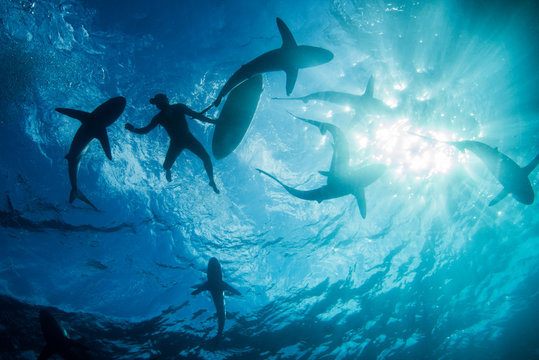 Low angle underwater view of surfer with surfboard with sharks, Colima, Mexico