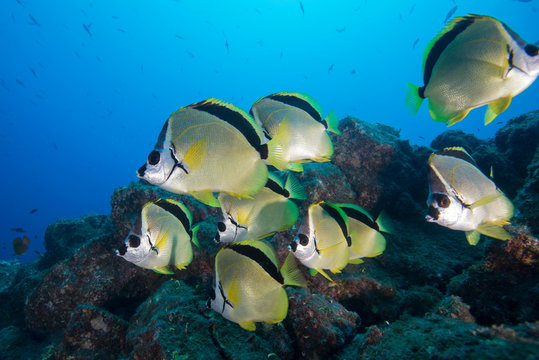 Underwater side view of black nose barber fish (Johnrandallia nigrirostris) San Benedicto, Revillagigedo, Colima, Mexico