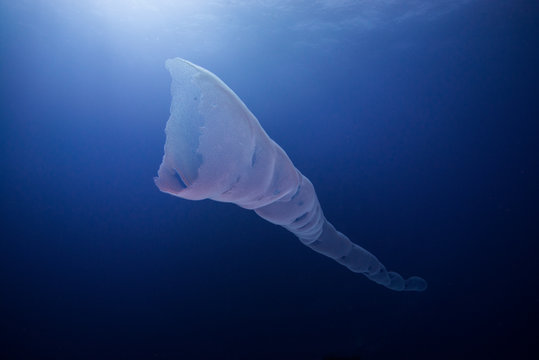 Underwater view of siphonophora, Roca partida, revillagigedo, colima, mexico