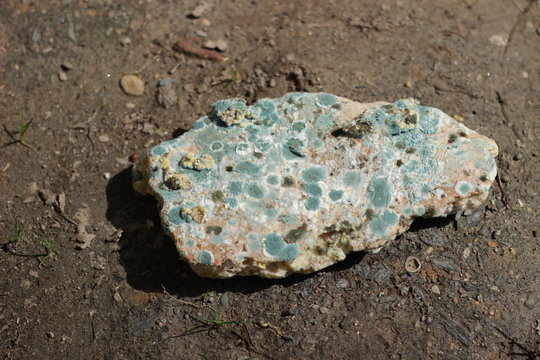 GDO and moldy bread, bread waste 