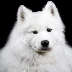 Obraz premium Samoyed dog on black