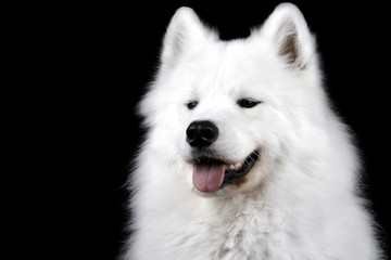 Samoyed dog on black