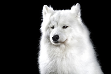 Samoyed dog on black