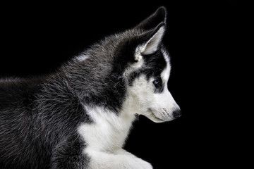 Husky dog on black