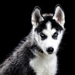 Husky dog on black