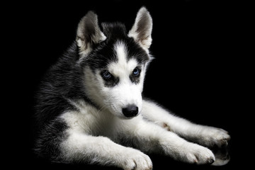 Husky dog on black